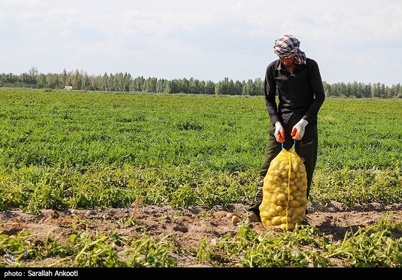 سیل زده , استان کرمان , کشاورزی , 