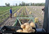 سردرگمی سیب‌زمینی‌کاران استان اردبیل/ سنگینی افزایش هزینه تولید بر دوش کشاورزان مشهود است
