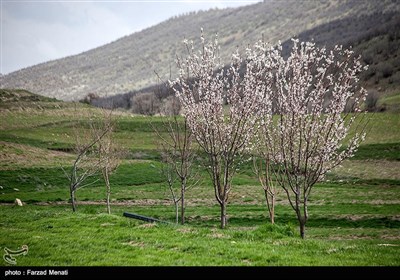 طبیعت بهاری کرمانشاه