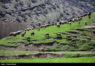 طبیعت بهاری کرمانشاه