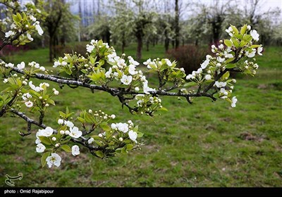 طبیعت بهاری باغات گلابی - گیلان