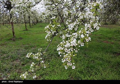 طبیعت بهاری باغات گلابی - گیلان