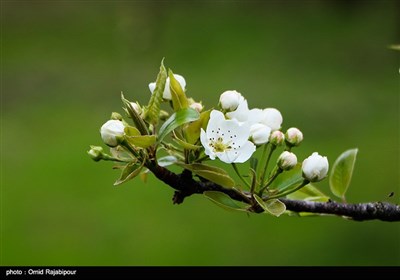 طبیعت بهاری باغات گلابی - گیلان