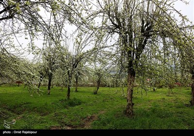 طبیعت بهاری باغات گلابی - گیلان