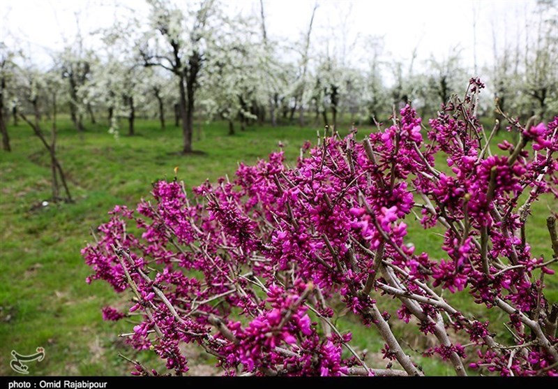 Under Specter of Coronavirus, Iranians Celebrate Nature Day at Home