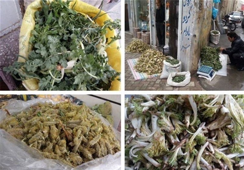 چرا برداشت‌ گیاهان خوراکی در کردستان «ممنوع» شد؟