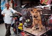 ممنوعیت مصرف سگ و گربه در شنژن چین پس از شیوع کرونا