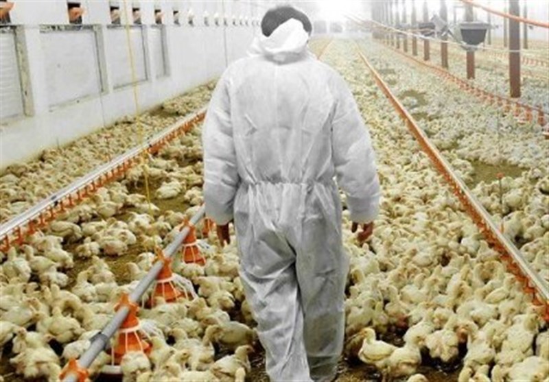 افزایش 13.5 درصدی جوجه‌ریزی در مرغداری‌های بوشهر/ 500 تن گوشت مرغ ذخیره‌سازی شده + فیلم