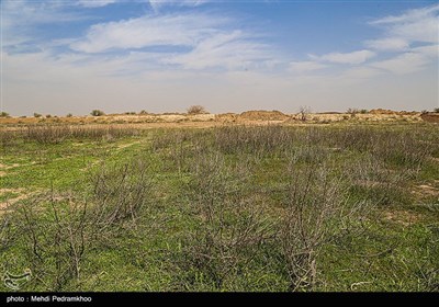 زیستگاه‌های بیت کوصر - خوزستان