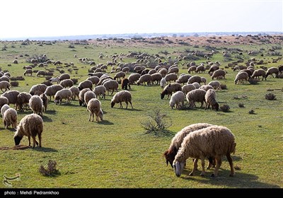 زیستگاه‌های بیت کوصر - خوزستان