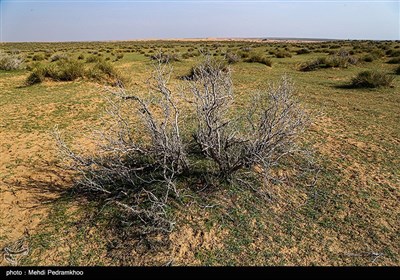 زیستگاه‌های بیت کوصر - خوزستان