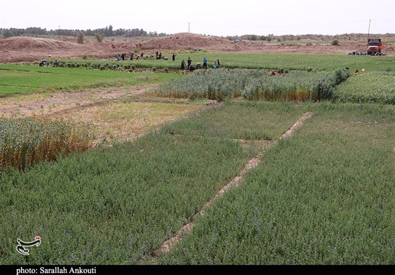کشاورزی , استان کرمان , تولید ملی , 