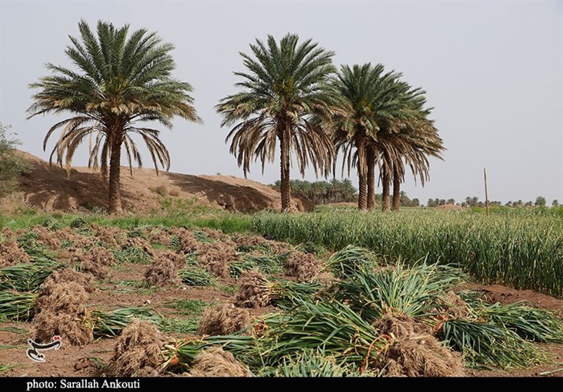 راهکار استاندار سیستان و بلوچستان برای بهبود اقتصاد خانوار؛‌ &quot;اجرای نهضت نخل‌کاری&quot;