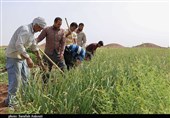 کرمان| سیر تا پیاز برداشت &quot;سیر&quot; در مزارع شهداد به روایت تصویر
