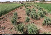 تولید مزارع دیم در استان کرمانشاه 40 درصد افزایش می‌یابد
