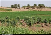 100 هزار هکتار از اراضی تصرفی کرمان در بخش کشاورزی است