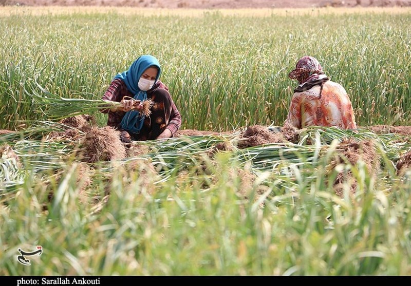 کشاورزی , استان کرمان , تولید ملی , 