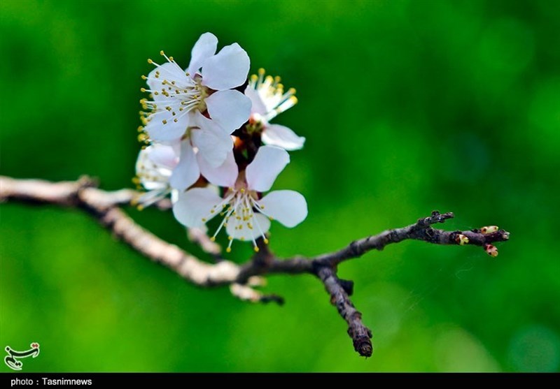 زیبایی شکوفه‌های بهاری در دامن طبیعت خراسان شمالی به روایت تصاویر