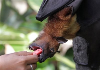  مرگ خفاش‌ها توسط توربین‌های بادی کشاورزی را مختل می‌کند! 