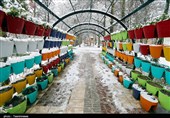بارش برف بهاری در بجنورد به روایت تصاویر