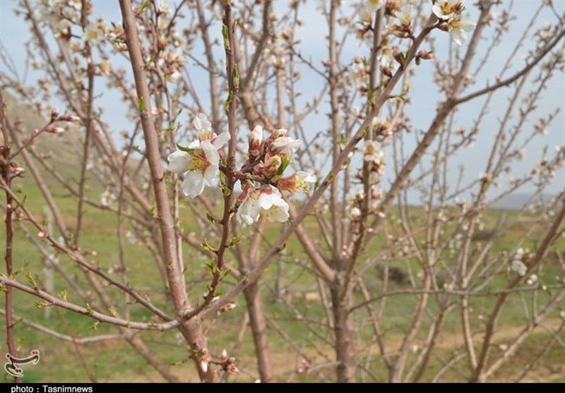 کهگیلویه و بویراحمد| شکوفه‌های بهاری درختان هلو و زردآلود در مارگون به روایت تصویر