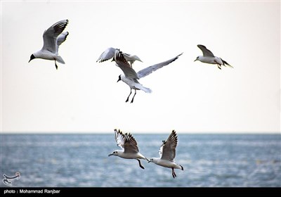 کاکایی خزری و مرغ ماهی خوار