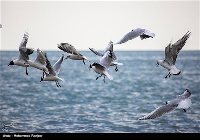 کاکایی خزری و مرغ ماهی خوار