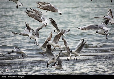 کاکایی خزری و مرغ ماهی خوار