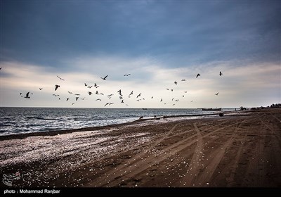 کاکایی خزری و مرغ ماهی خوار