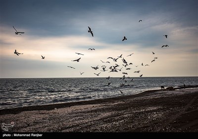 کاکایی خزری و مرغ ماهی خوار