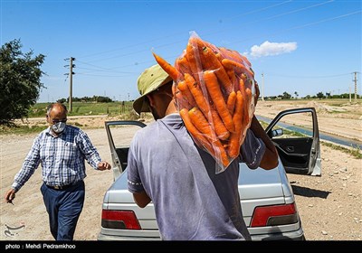 هویج شویی در دزفول