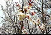 شکفتن شکوفه‌های بهاری درختان در پایتخت طبیعت ایران به‌روایت تصویر