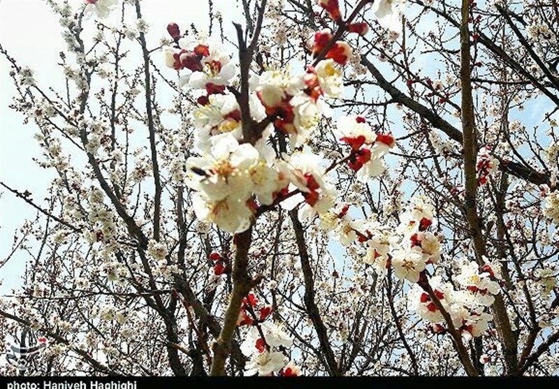 شکفتن شکوفه‌های بهاری درختان در پایتخت طبیعت ایران به‌روایت تصویر