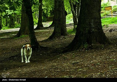 عباس آباد با هوای کرونا - بهشهر