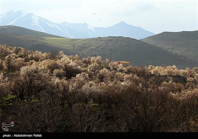 طبیعت بهاری همدان