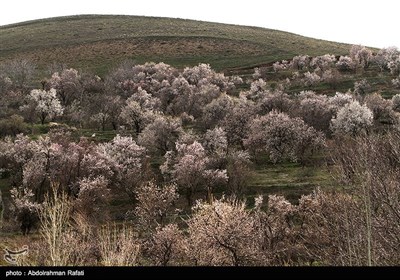 طبیعت بهاری همدان