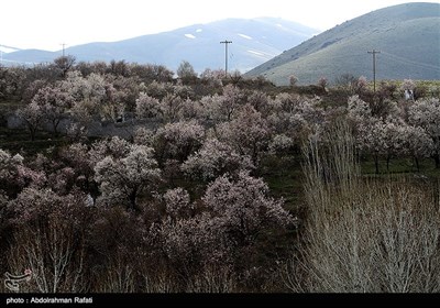 طبیعت بهاری همدان
