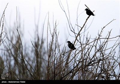 طبیعت بهاری همدان