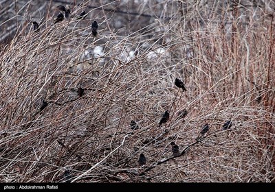 طبیعت بهاری همدان