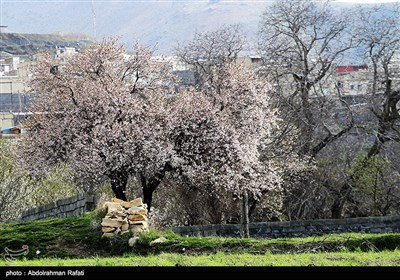 طبیعت بهاری همدان