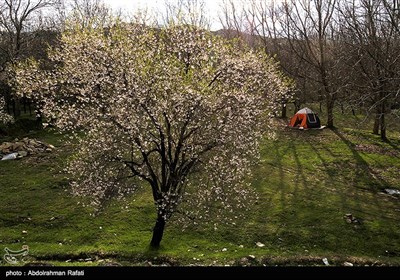طبیعت بهاری همدان