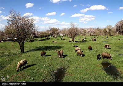 طبیعت بهاری همدان