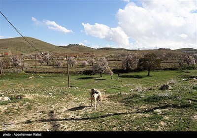 طبیعت بهاری همدان