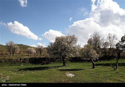 طبیعت بهاری همدان