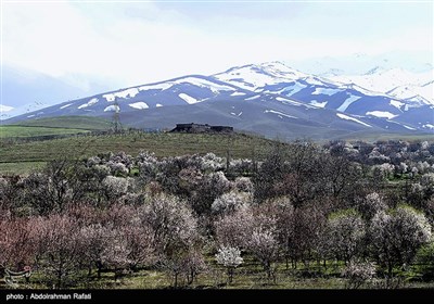 طبیعت بهاری همدان