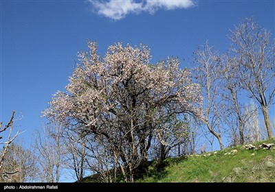 طبیعت بهاری همدان