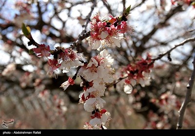 طبیعت بهاری همدان