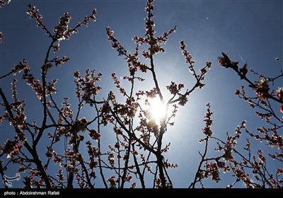 طبیعت بهاری همدان