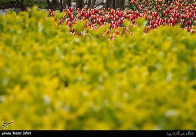 لاله ها بهاری در باغ ایرانی