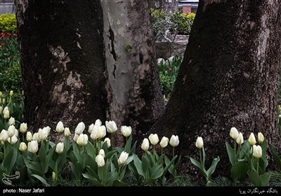 لاله ها‌ی بهاری در باغ ایرانی